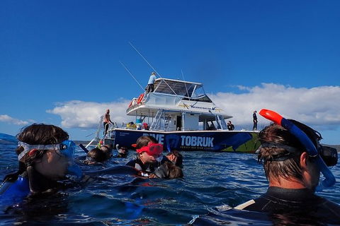 Hervey Bay Whale Swim And Watch - Northern Rivers Accommodation 5