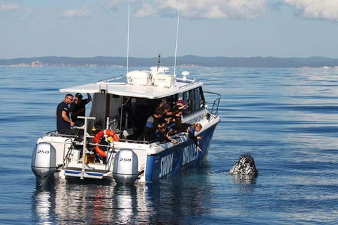 Hervey Bay Whale Swim And Watch - Northern Rivers Accommodation 3
