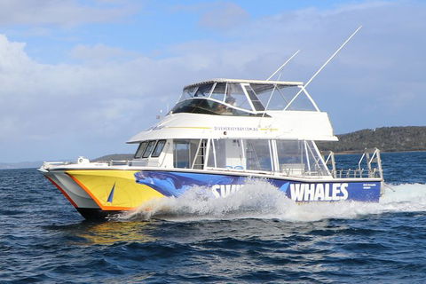 Hervey Bay Whale Swim And Watch - Northern Rivers Accommodation 2