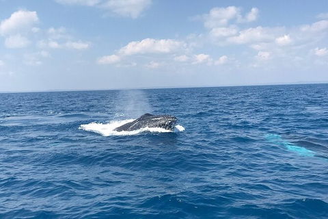 Hervey Bay Whale Swim And Watch - Northern Rivers Accommodation 6