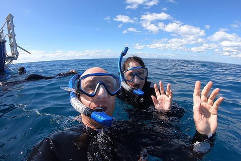 Hervey Bay Whale Swim And Watch - Northern Rivers Accommodation 4