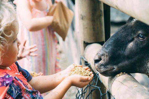 Tropical Fruit World With Wildlife Boat Cruise From Gold Coast - Northern Rivers Accommodation 12
