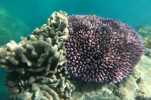 Whitehaven Beach Day Tour With Snorkel In Whitsundays Island - Northern Rivers Accommodation 18
