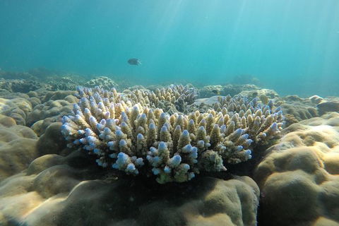 Whitehaven Beach Day Tour With Snorkel In Whitsundays Island - Northern Rivers Accommodation 16