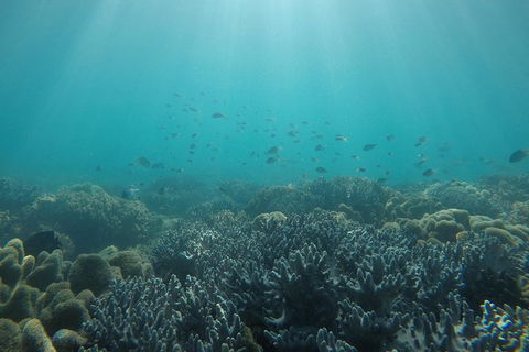 Whitehaven Beach Day Tour With Snorkel In Whitsundays Island - Northern Rivers Accommodation 3