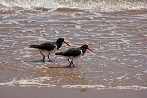 1770 Coastline Tour By LARC Amphibious Vehicle Including Picnic Lunch - Northern Rivers Accommodation 1