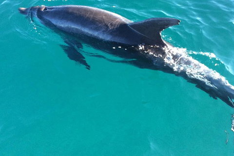 1770 Coastline Tour By LARC Amphibious Vehicle Including Picnic Lunch - Northern Rivers Accommodation 4