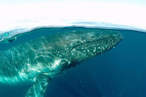Whale Watching And Surfers Paradise Day Trip From Brisbane - Northern Rivers Accommodation 1