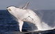 Whale Watching And Surfers Paradise Day Trip From Brisbane - thumb 0