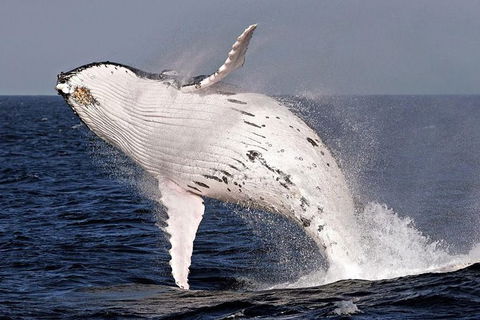 Whale Watching And Surfers Paradise Day Trip From Brisbane - Northern Rivers Accommodation 0