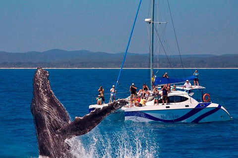 Blue Dolphin Exclusive Whale Watch Encounters - Northern Rivers Accommodation 0