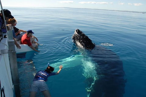 Blue Dolphin Exclusive Whale Watch Encounters - Northern Rivers Accommodation 1