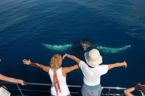 Blue Dolphin Exclusive Whale Watch Encounters - Northern Rivers Accommodation 3