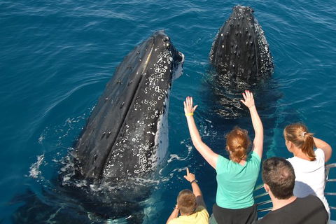 Blue Dolphin Exclusive Whale Watch Encounters - Northern Rivers Accommodation 8