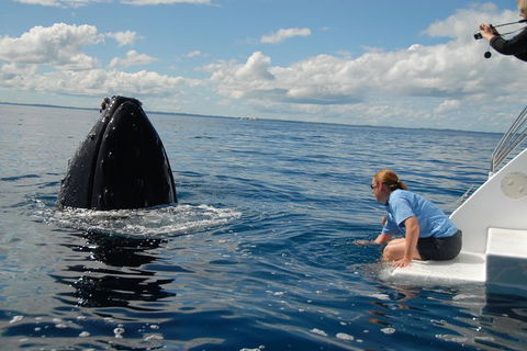 Blue Dolphin Exclusive Whale Watch Encounters - Northern Rivers Accommodation 7