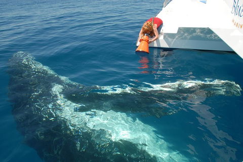Blue Dolphin Exclusive Whale Watch Encounters - Northern Rivers Accommodation 4