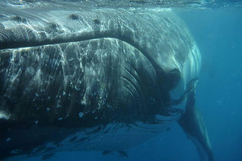 Blue Dolphin Exclusive Whale Watch Encounters - Northern Rivers Accommodation 6