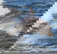 Noosa Oceanrider Scenic Dolphin Safari - Northern Rivers Accommodation