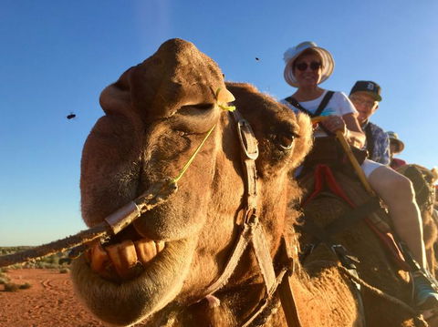 Uluru Small-Group Tour By Camel At Sunrise Or Sunset - Northern Rivers Accommodation 7