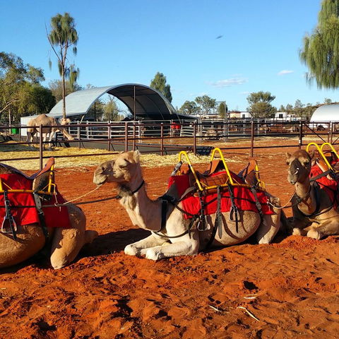 Uluru Small-Group Tour By Camel At Sunrise Or Sunset - Northern Rivers Accommodation 15