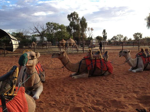 Uluru Small-Group Tour By Camel At Sunrise Or Sunset - Northern Rivers Accommodation 24