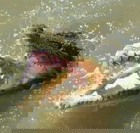 Darwin Jumping Crocodiles Cruise on Adelaide River - Northern Rivers Accommodation