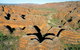 Bungle Bungles & Lake Argyle Air Tour From Darwin - thumb 6