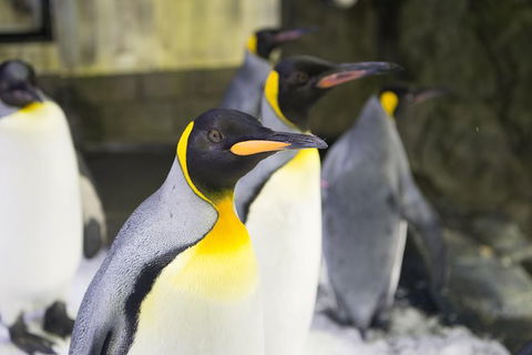 Sydney Attraction Pass: Darling Harbour Experience Ticket - Northern Rivers Accommodation 1