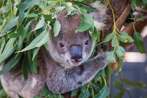 Private Guided Tour: Blue Mountains Tour From Sydney - Northern Rivers Accommodation 4