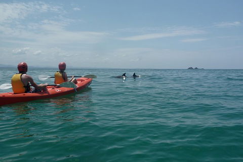 Kayaking With Dolphins In Byron Bay Guided Tour - Northern Rivers Accommodation 0