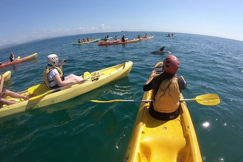 Kayaking With Dolphins In Byron Bay Guided Tour - Northern Rivers Accommodation 13