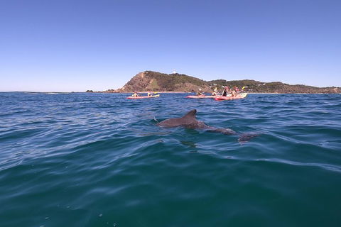 Kayaking With Dolphins In Byron Bay Guided Tour - Northern Rivers Accommodation 5