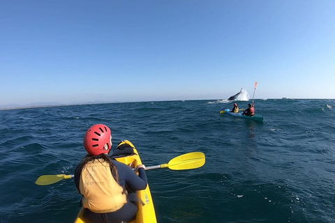 Kayaking With Dolphins In Byron Bay Guided Tour - Northern Rivers Accommodation 19
