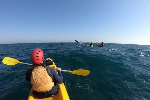 Kayaking With Dolphins In Byron Bay Guided Tour - Northern Rivers Accommodation 18