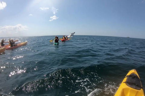 Kayaking With Dolphins In Byron Bay Guided Tour - Northern Rivers Accommodation 7
