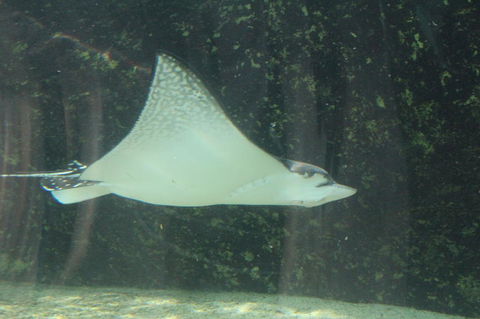Sydney Pass: SEA LIFE Aquarium, Sydney Tower Eye, WILD LIFE Sydney, Sydney Harbour Cruise, And Madame Tussauds - Northern Rivers Accommodation 19