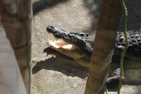 Sydney Pass: SEA LIFE Aquarium, Sydney Tower Eye, WILD LIFE Sydney, Sydney Harbour Cruise, And Madame Tussauds - Northern Rivers Accommodation 17