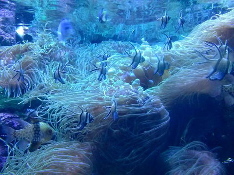 Sydney Pass: SEA LIFE Aquarium, Sydney Tower Eye, WILD LIFE Sydney, Sydney Harbour Cruise, And Madame Tussauds - Northern Rivers Accommodation 14