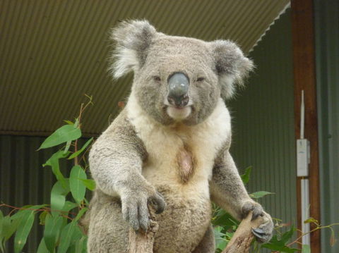 Sydney Pass: SEA LIFE Aquarium, Sydney Tower Eye, WILD LIFE Sydney, Sydney Harbour Cruise, And Madame Tussauds - Northern Rivers Accommodation 24