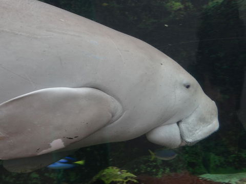Sydney Pass: SEA LIFE Aquarium, Sydney Tower Eye, WILD LIFE Sydney, Sydney Harbour Cruise, And Madame Tussauds - Northern Rivers Accommodation 10