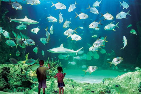 Sydney Pass: SEA LIFE Aquarium, Sydney Tower Eye, WILD LIFE Sydney, Sydney Harbour Cruise, And Madame Tussauds - Northern Rivers Accommodation 0