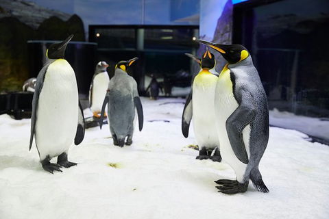 Sydney Pass: SEA LIFE Aquarium, Sydney Tower Eye, WILD LIFE Sydney, Sydney Harbour Cruise, And Madame Tussauds - Northern Rivers Accommodation 1