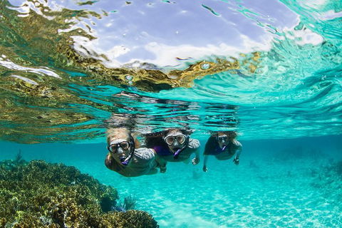 Sydney 3-Hour Snorkeling Tour - Northern Rivers Accommodation 0