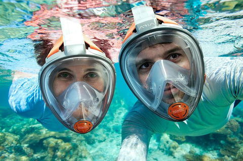 Sydney 3-Hour Snorkeling Tour - Northern Rivers Accommodation 1