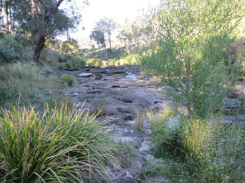 Wild Australian Wildlife 4WD Tour From Sydney - Northern Rivers Accommodation 22