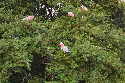 Wild Australian Wildlife 4WD Tour From Sydney - Northern Rivers Accommodation 13