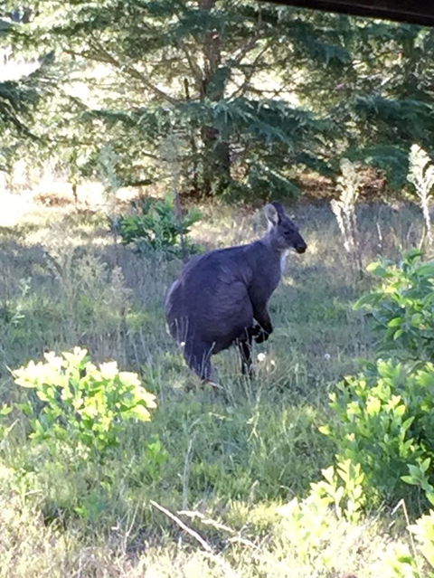 Wild Australian Wildlife 4WD Tour From Sydney - Northern Rivers Accommodation 9