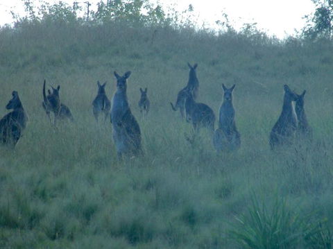 Wild Australian Wildlife 4WD Tour From Sydney - Northern Rivers Accommodation 12