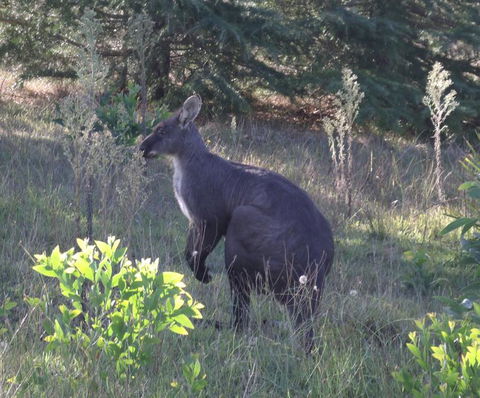 Wild Australian Wildlife 4WD Tour From Sydney - Northern Rivers Accommodation 11