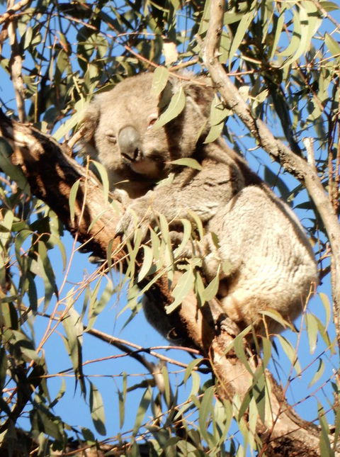 Wild Australian Wildlife 4WD Tour From Sydney - Northern Rivers Accommodation 4